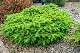 Dwarf Conifer